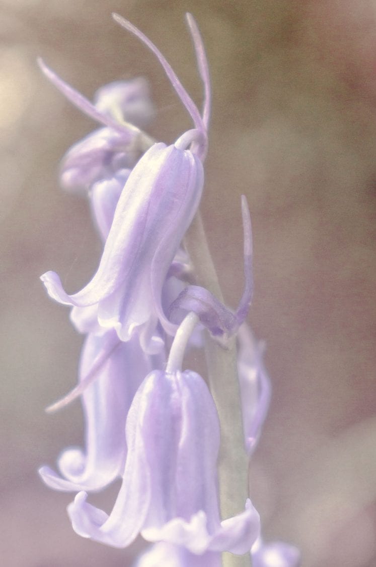 Bell shaped flowers on bluebells