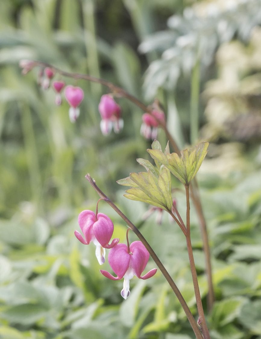 Bleeding heart