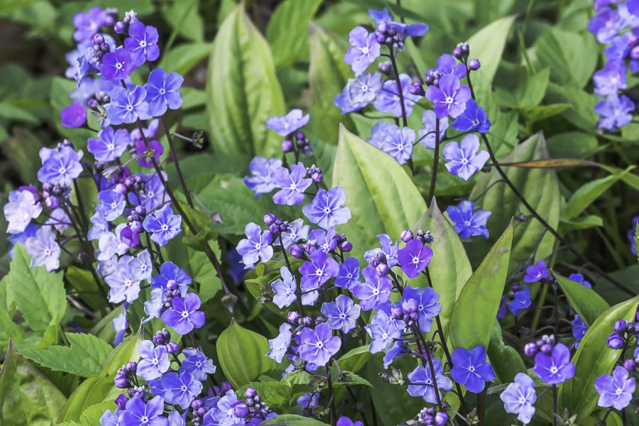 blue flowers