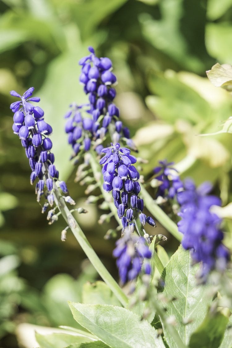 blue hyacinth