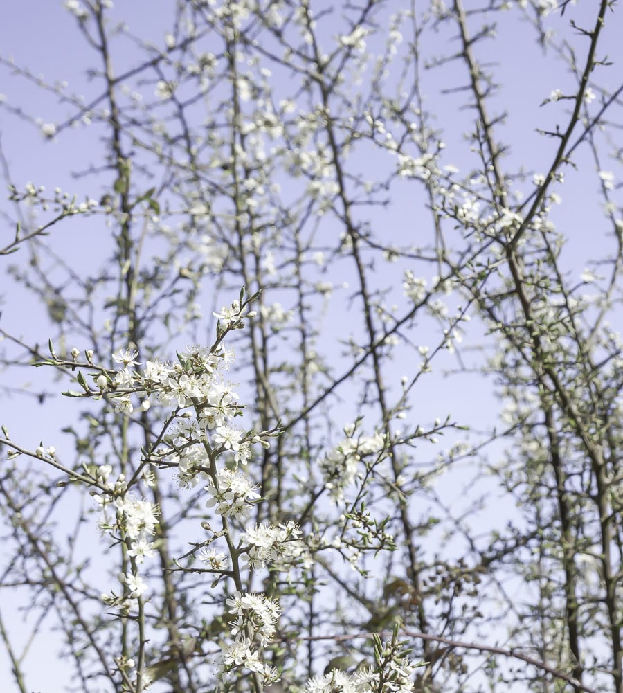 flowering brambles