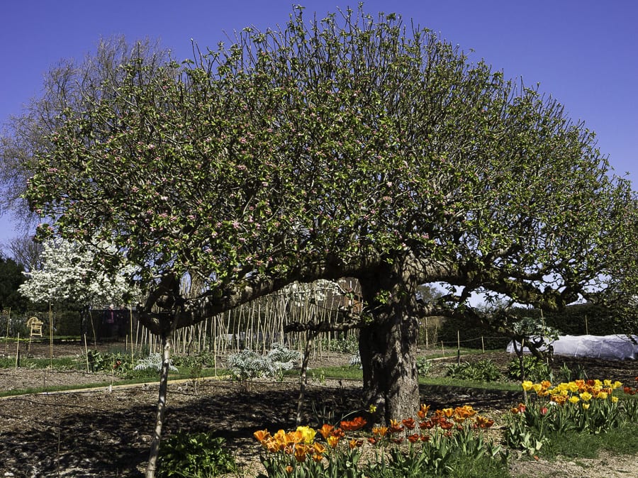 flowering fruit tree Standen House