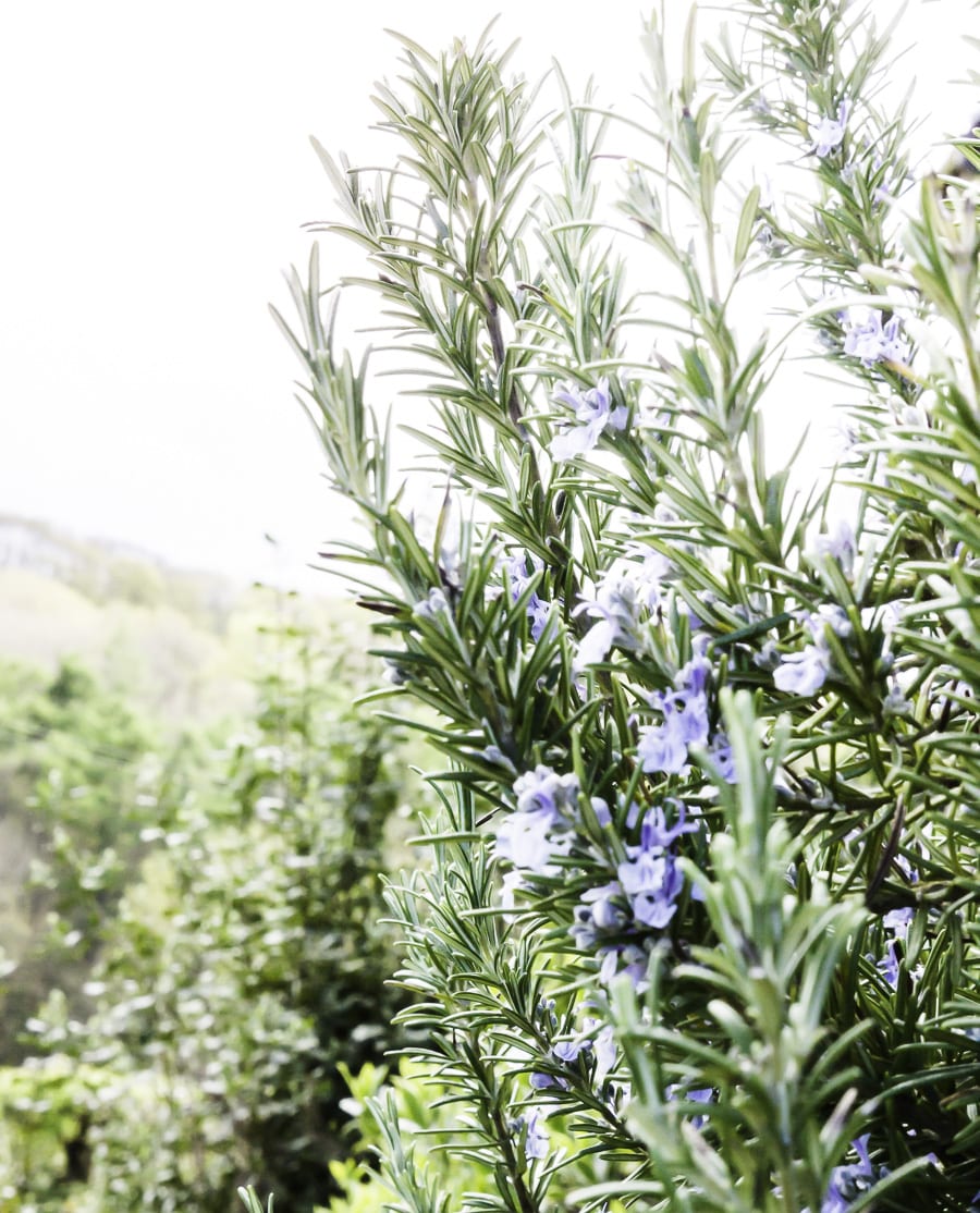 Flowering lavendar