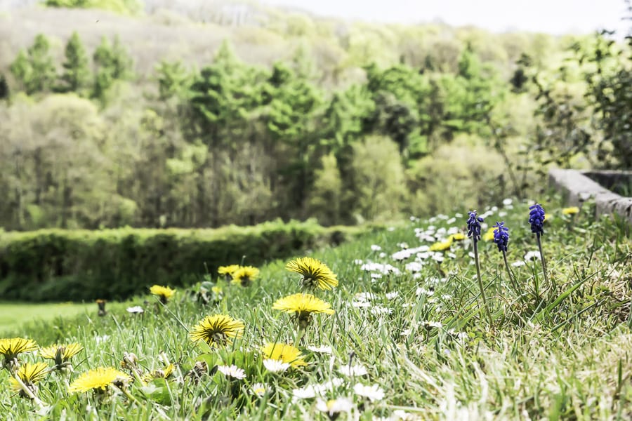 Dandelions, daisies and hyacinths