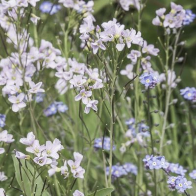 lady's smock and forget me nots