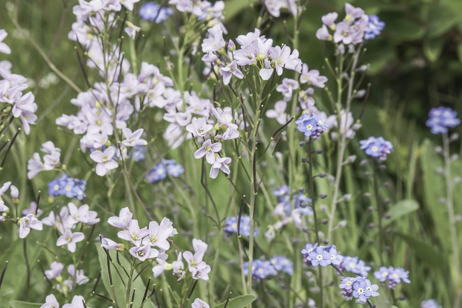 lady's smock and forget me nots