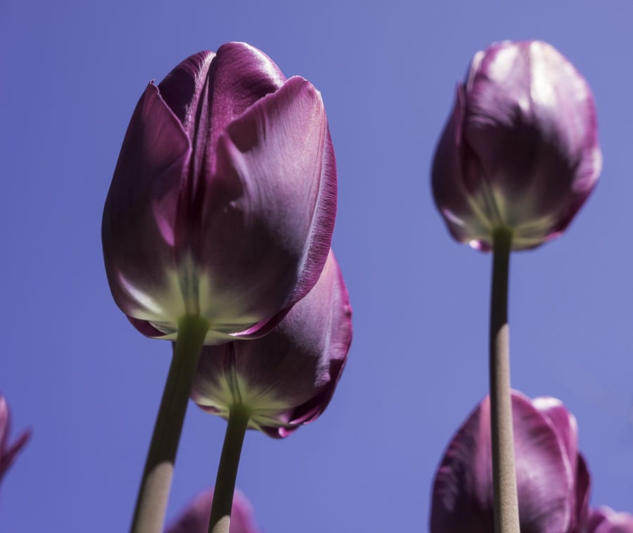 Purple tulips against sky
