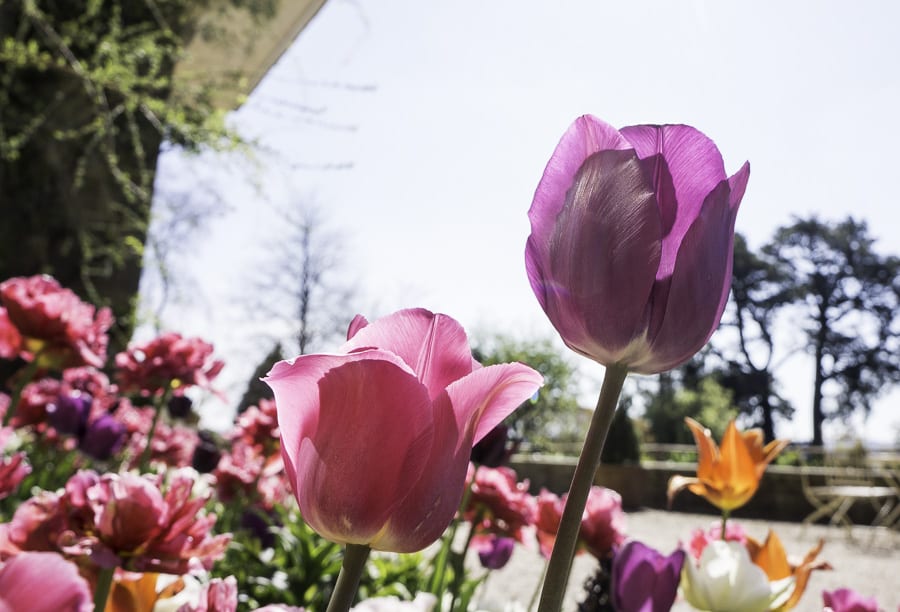 Pink and purple tulips at standen