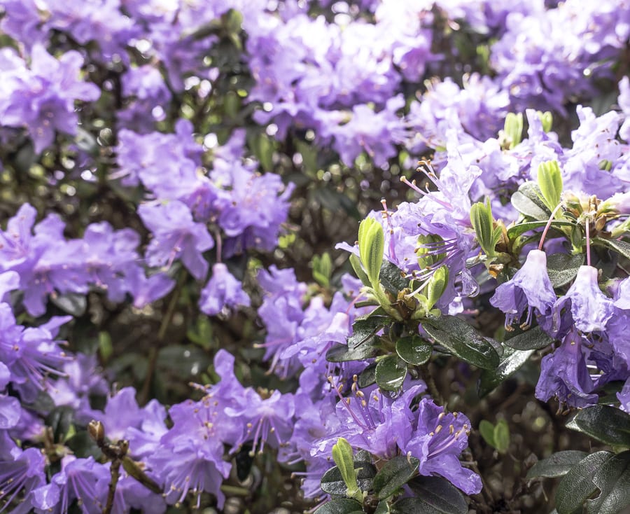 Purple rhododendron RHS Wisley