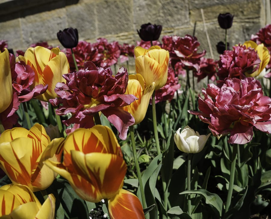 Raspberry Ripple and Queen of the Night tulips Standen