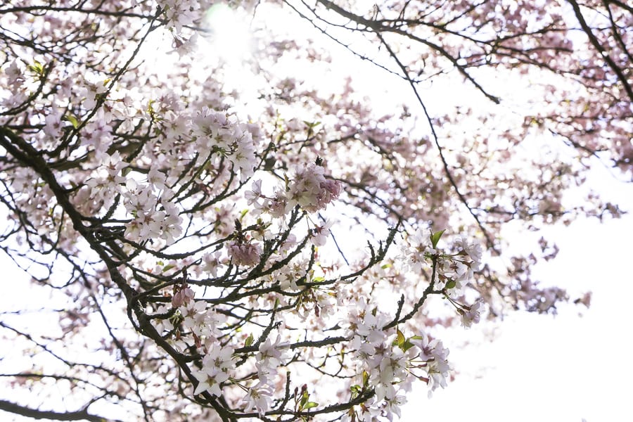 Tree blossoms in sunlight