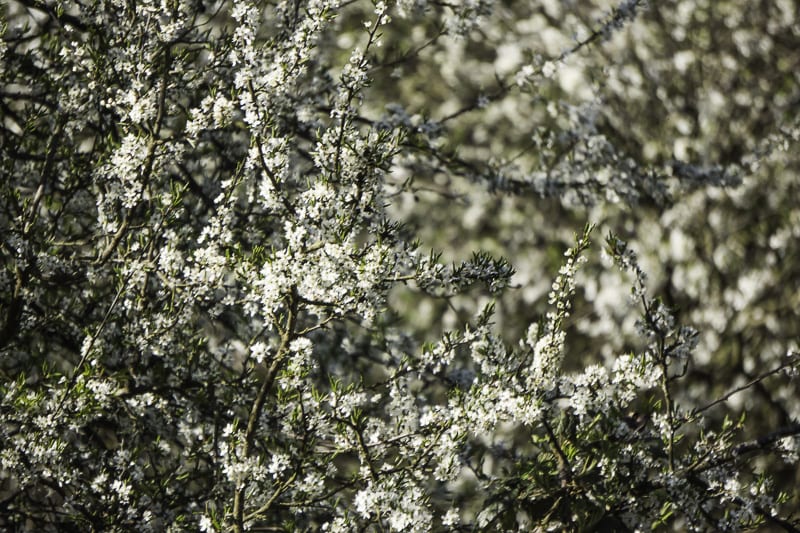 tree blossoms