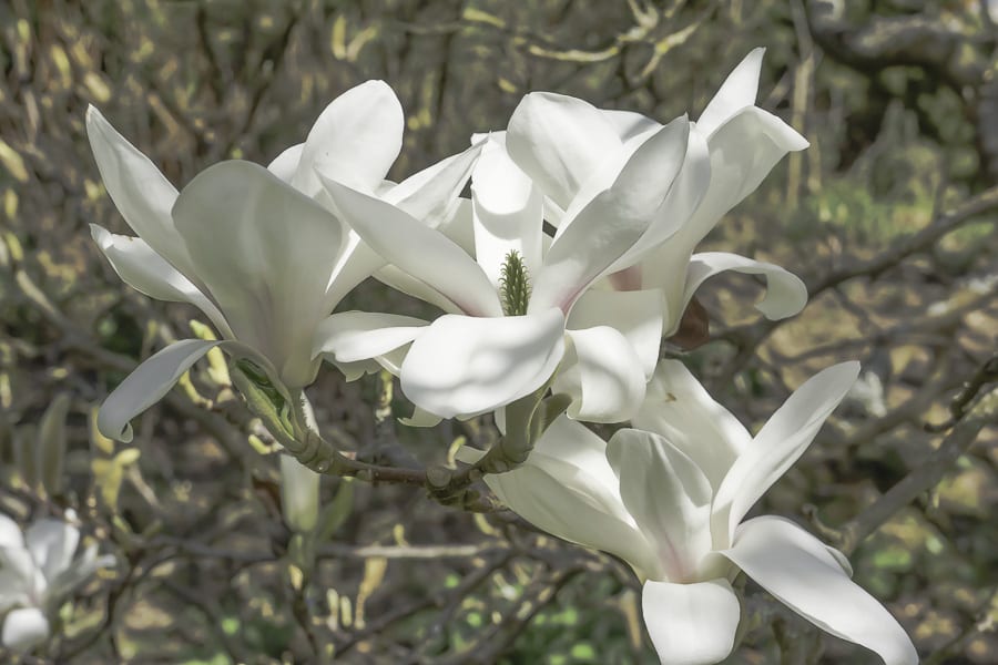 White magnolia