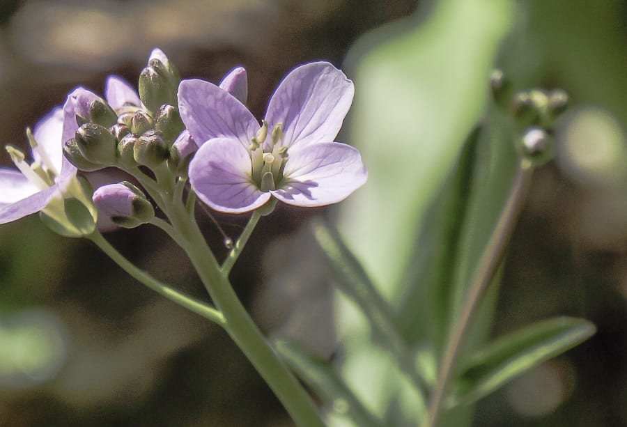 wild flower purplish blue