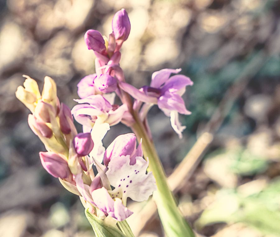 Wild spotted orchid flowers