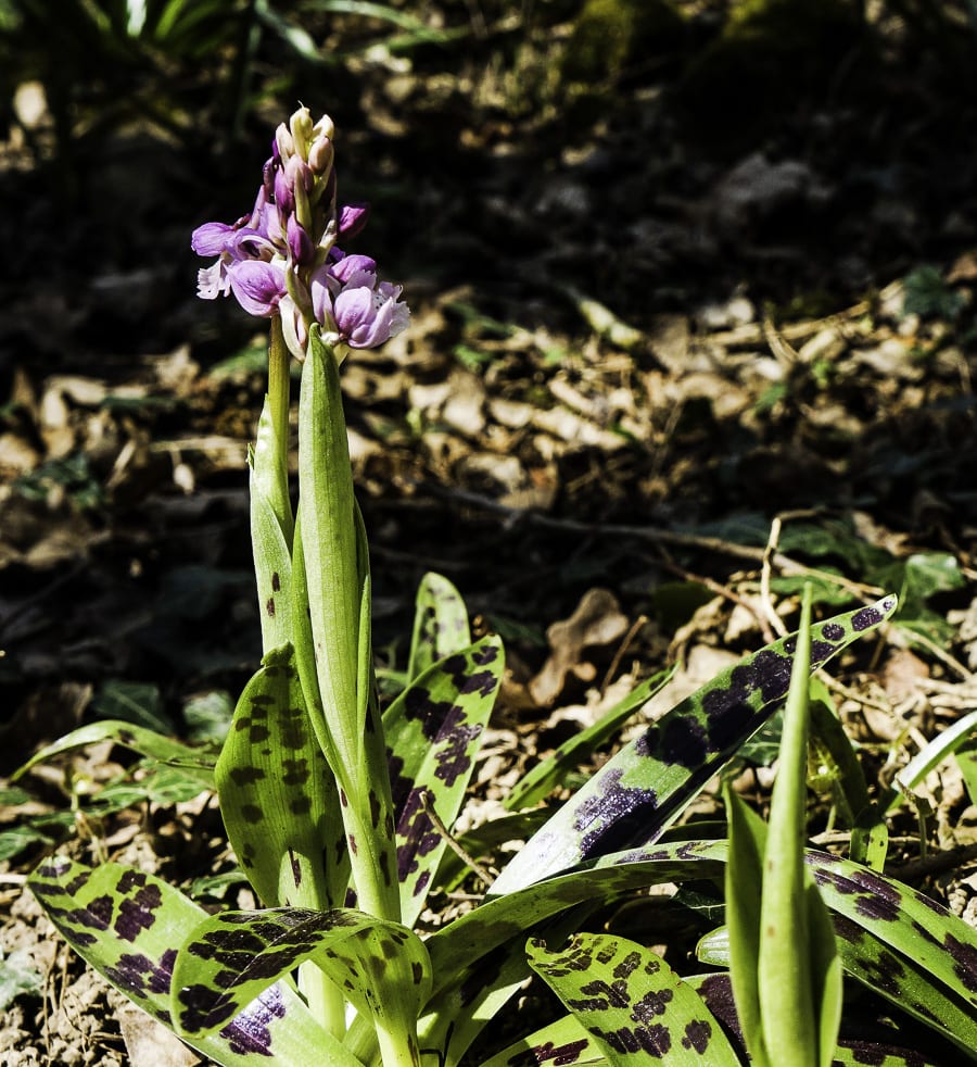 Wild spotted orchid