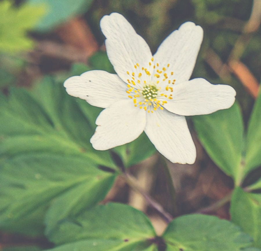 wood anemone