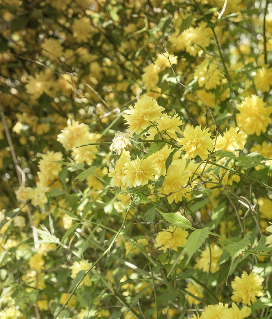 Yellow flowering shrub at Standen House