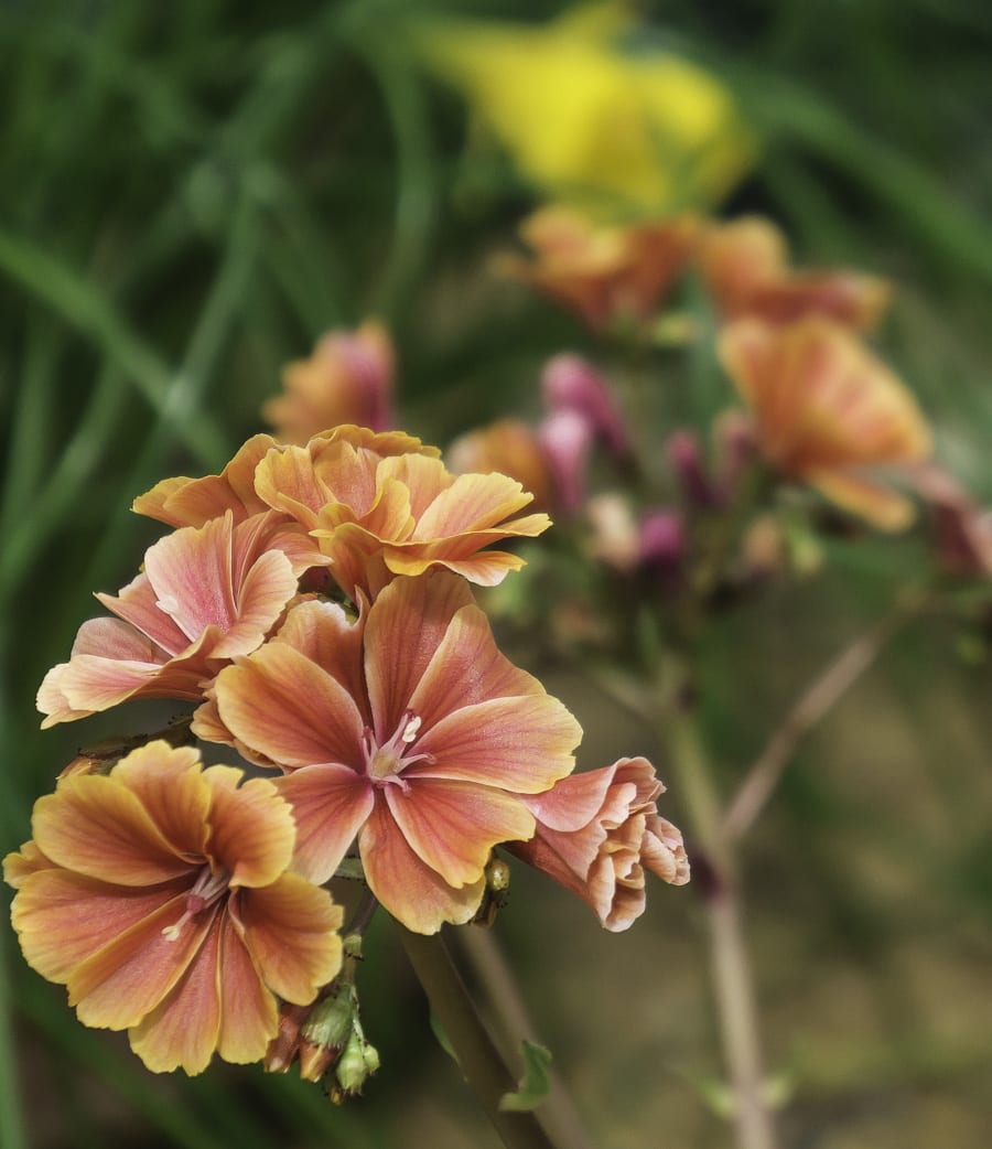 Alpine flowers at RHS Wisley