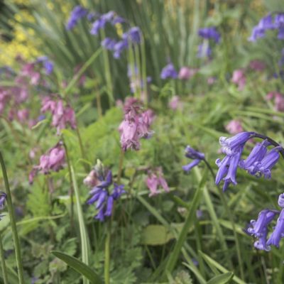 Bluebells and pink bluebells