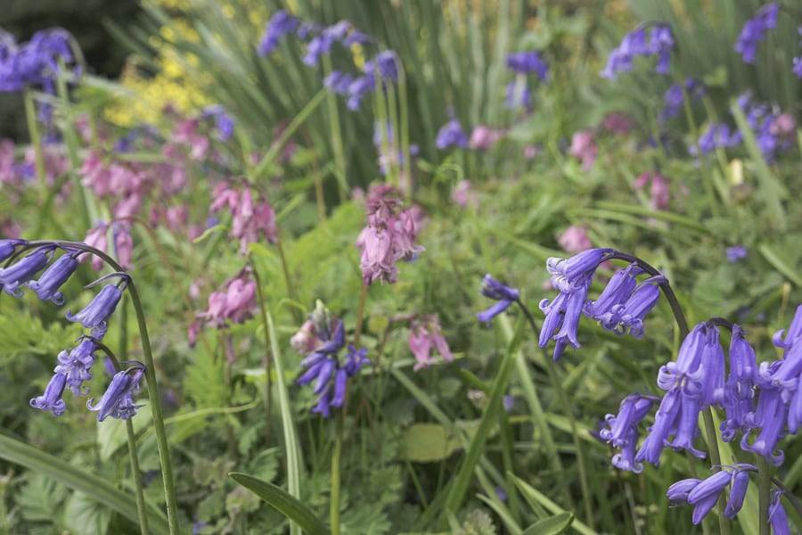 Bluebells and pink bluebells