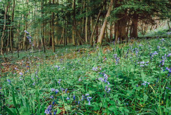 Bluebells in woods