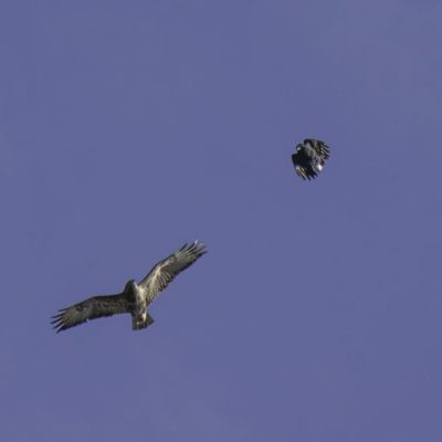 Buzzard and crow