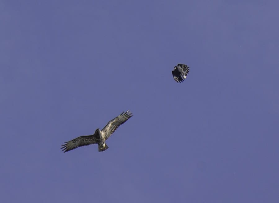 Buzzard and crow