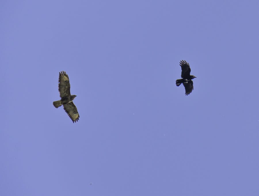 Buzzard and crow battle