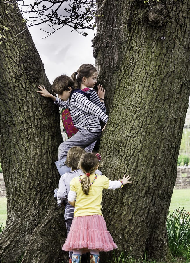 Climbing tree at RHS Wisley