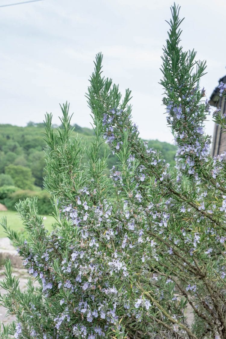 Rosemary plants combine flowers, fragrance, and function