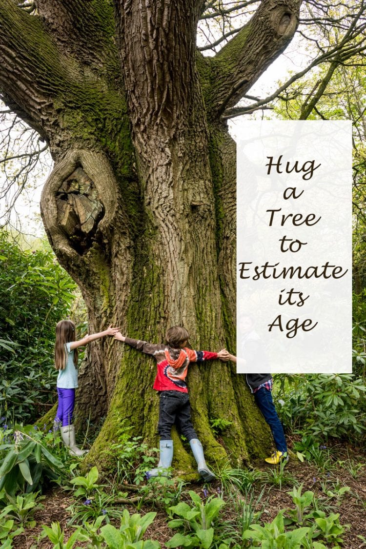 Hug a tree to estimate its age