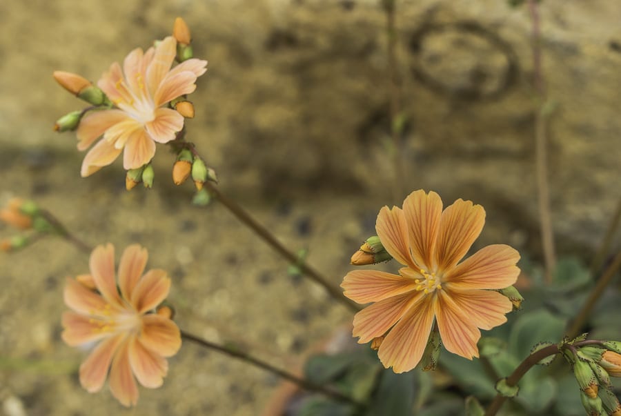 Lewisia cotyledon