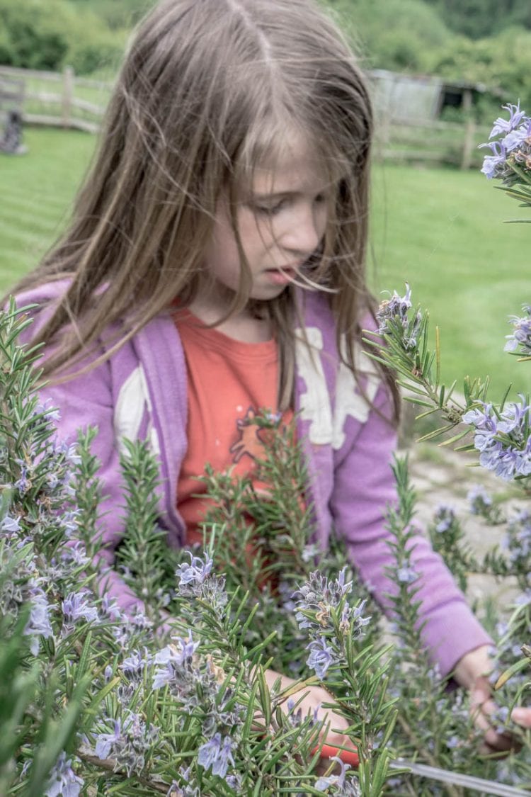 Luce cutting rosemary