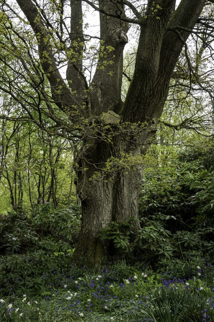 Oak tree and bluebells