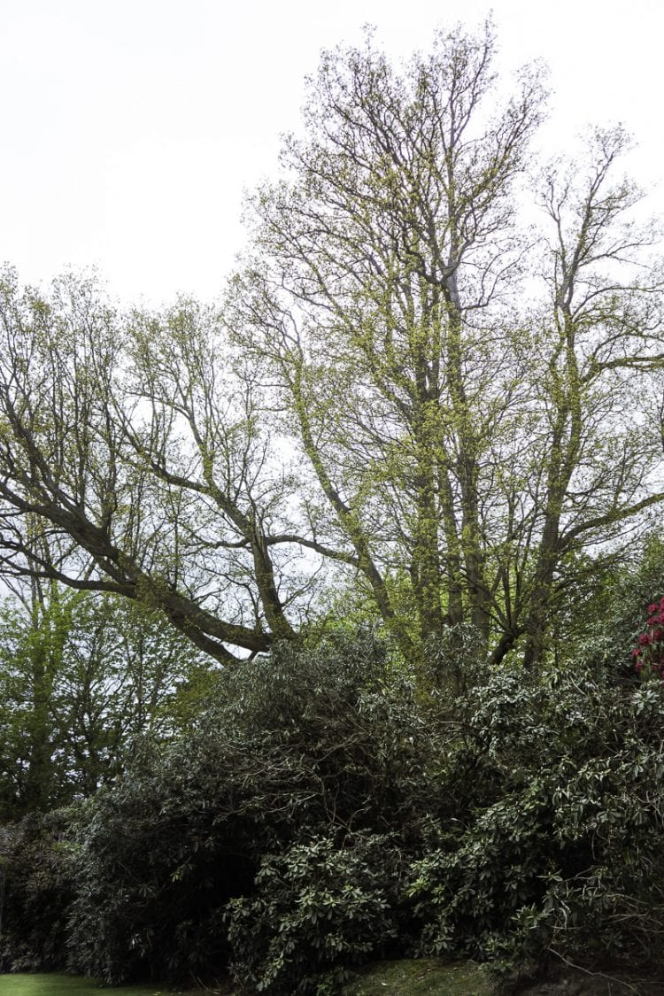 Oak tree behind shrubs