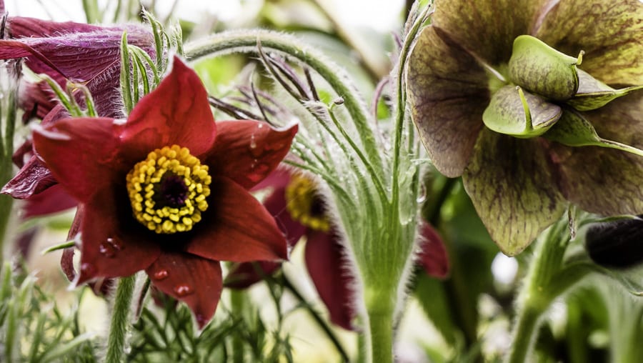 Pasque flower at RHS Wisley