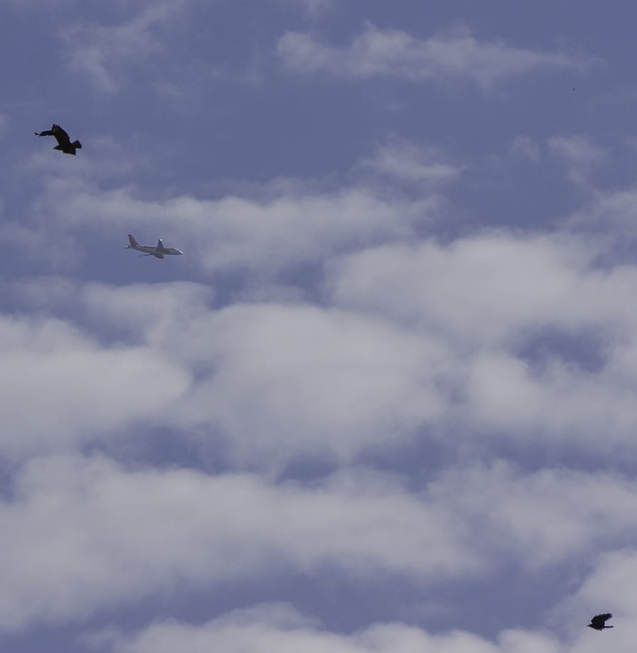 Plane in sky with crow and buzzard