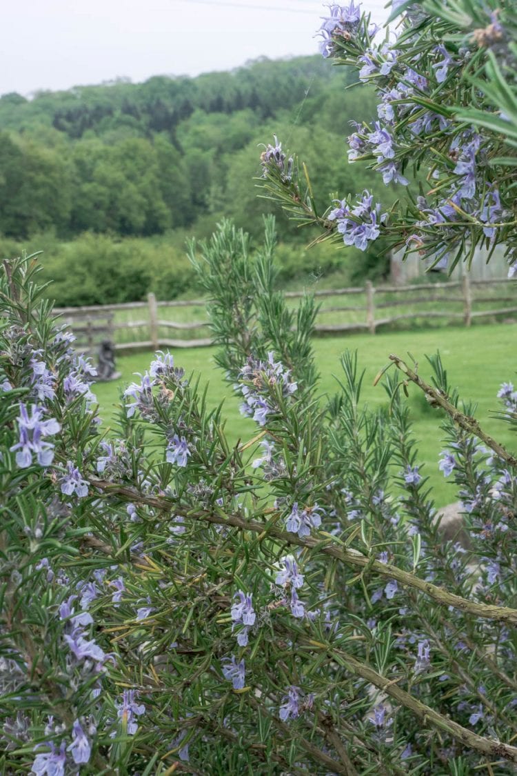 Rosemary bush and garden