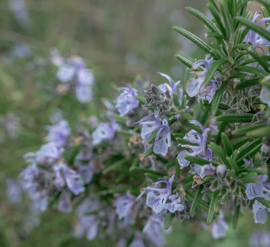 Rosemary flowers on branch