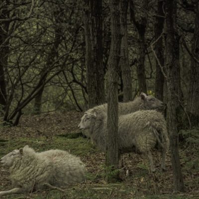 Sheep in Ashdown Forest