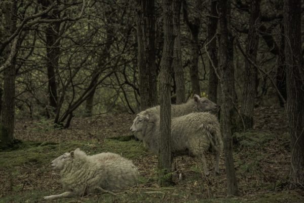 Sheep in Ashdown Forest