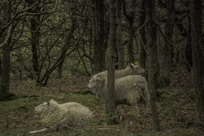 Sheep in Ashdown Forest