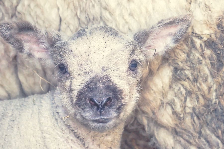 Baby lamb cuddled against ewe
