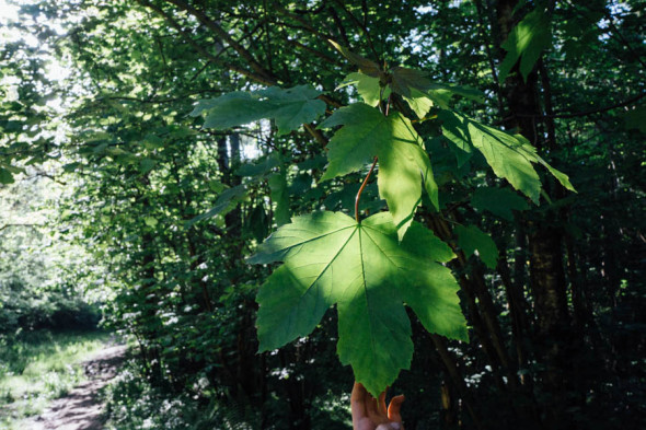 Woodlands scavenger hunt Sycamore maple leaf