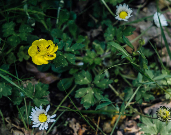 Woodlands scavenger hunt bugs on buttercup