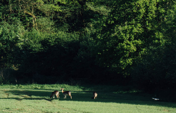 Woodlands scavenger hunt deer in field