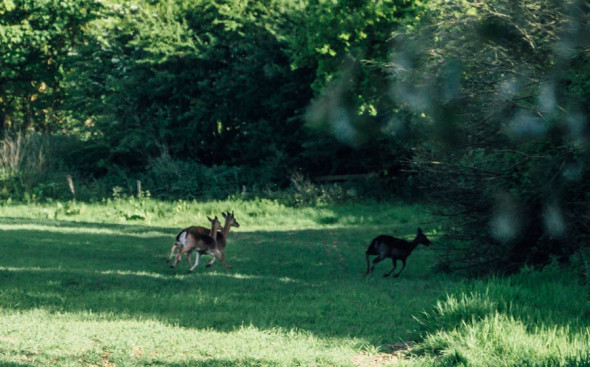 Woodlands scavenger hunt deer running away