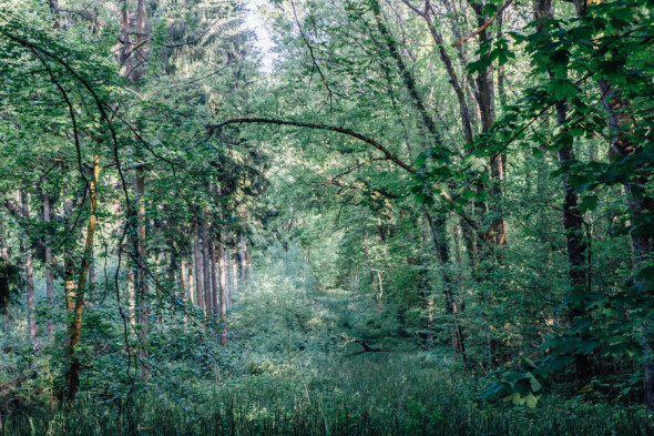 Woodlands scavenger hunt overgrown path