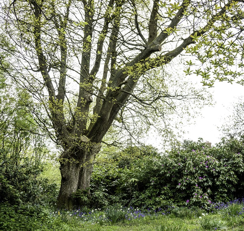 ancient oak tree